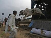 A trader unloads a cow from a truck at a cattle market set up for the upcoming Muslim festival Eid al-Adha also called "Festival of the Sacrifice", in Rawalpindi on July 20, 2020. Aamir QURESHI / AFP