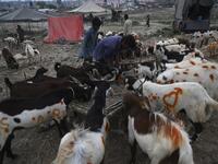Traders feed goats at a cattle market set up for the upcoming Muslim festival Eid al-Adha also called "Festival of the Sacrifice", in Rawalpindi on July 20, 2020. Aamir QURESHI / AFP