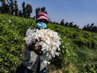 A worker, mask-clad due to the COVID-19 coronavirus pandemic, presents a handful of harvested jasmine flowers while standing in a field at the village of Shubra Beloula in Egypt's northern Nile delta province of Gharbiya on July 23, 2020. Mohamed el-Shahed / AFP