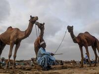A livestock vendor sits along with camels as he waits for customers at a cattle market ahead of the Muslim festival Eid al-Adha or the 'Festival of Sacrifice', in the Pakistan's port city of Karachi on July 29, 2020.  Asif HASSAN / AFP