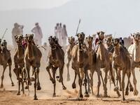Camels run on a dirt track during a race in Egypt's South Sinai desert on September 12, 2020, after more than six month of hiatus due to the coronavirus outbreak. Camel racing is a traditional sport in many Arab countries, most notably in the Gulf region, and in Egypt, bedouins of the South Sinai desert have kept up the tradition. Khaled DESOUKI / AFP