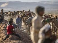 Bedouins prepare their camels for a race in Egypt's South Sinai desert on September 12, 2020, after more than six month of hiatus due to the coronavirus outbreak. Khaled DESOUKI / AFP