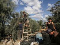 Members of a Palestinian family harvest olives in Rafah, in the southern Gaza Strip on October 4, 2020. SAID KHATIB / AFP