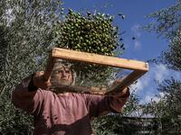 A Palestinian man sifts freshly harvested olives in Rafah, in the southern Gaza Strip on October 4, 2020. SAID KHATIB / AFP