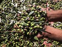 A Palestinian man shows a handful of freshly harvested olives in Rafah, in the southern Gaza Strip on October 4, 2020. SAID KHATIB / AFP