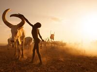 Saudi Photographer Hesham Alhumaid's photo captioned Saving The Cows - Terakeka - South Sudan. (Instagram/@hesh4m)