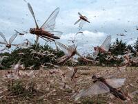 A picuture taken on February 9, 2021, shows a swarm of desert locust fly after an aircraft sprayed pesticide in Meru, Kenya. The United Nations Food and Agricultural Organisation works with a variety of Kenyan security, logistics and charter companies who have expanded their operations to closely track swarms of locusts in East Africa, before dispatching teams to targeted areas to spray the insects with pesticides to prevent damage to crops and grazing areas. Yasuyoshi CHIBA / AFP