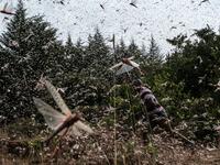 A picuture taken on February 9, 2021, shows a local farmer walking in a swarm of desert locust in Meru, Kenya. The United Nations Food and Agricultural Organisation works with a variety of Kenyan security, logistics and charter companies who have expanded their operations to closely track swarms of locusts in East Africa, before dispatching teams to targeted areas to spray the insects with pesticides to prevent damage to crops and grazing areas. Yasuyoshi CHIBA / AFP