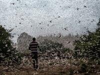 It has been over a year since the worst desert locust infestation in decades hit the region, and while another wave of the insects is spreading through Somalia, Ethiopia and Kenya, the use of cutting edge technology and improved co-ordination is helping to crush the ravenous swarms and protect the livelihoods of thousands of farmers. Yasuyoshi CHIBA / AFP