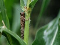 It has been over a year since the worst desert locust infestation in decades hit the region, and while another wave of the insects is spreading through Somalia, Ethiopia and Kenya, the use of cutting edge technology and improved co-ordination is helping to crush the ravenous swarms and protect the livelihoods of thousands of farmers. Yasuyoshi CHIBA / AFP 