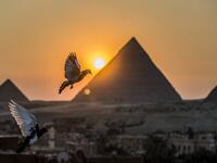 Pigeons above the skies of the Egyptian capital twin city of Giza 