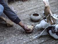 Omar Gamal, a 28-year-old pigeon keeper, tends to pigeons in a coop atop his rooftop 