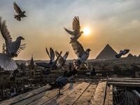 Pigeons hover over the rooftops of Giza