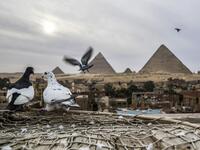 Pigeons perch on a rooftop in the Egyptian capital