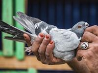 A keeper tends to a pigeon in a coop atop a building 