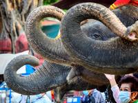 A woman poses for photos in front of elephants during a ceremony to mark National Elephant Day