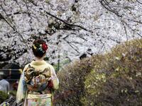Cherry Blossoms in Japan