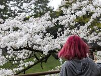 Cherry Blossoms in Japan