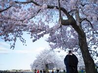Cherry Blossoms in Japan