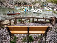 Cherry Blossoms in Japan
