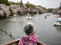 Cherry Blossoms in Japan