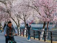 Cherry Blossoms in Japan