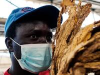 Tobacco season starts in Harare