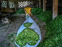 Tea leaves are made ready for storage after being picked from the hill side tea gardens in Ikizdere in the Rize Province in the Black Sea region of Turkey on June 7, 2021. A government-friendly company plans to extract 20 million tons of stone from a quarry in the northeastern town of Ikizdere for one of President Recep Tayyip Erdogan's latest development projects. The locals are rising up in protest, challenging the government and its priorities in a region dear to the domineering Turkish leader's heart. 