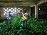 Tea leaves are made ready for storage after being picked from the hill side tea gardens in Ikizdere in the Rize Province in the Black Sea region of Turkey on June 7, 2021. A government-friendly company plans to extract 20 million tons of stone from a quarry in the northeastern town of Ikizdere for one of President Recep Tayyip Erdogan's latest development projects. The locals are rising up in protest, challenging the government and its priorities in a region dear to the domineering Turkish leader's heart. 