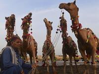 A livestock vendor sits along with camels while waiting for customers at a cattle market ahead of the Muslim festival of Eid al-Adha in Karachi on July 13, 2021. Asif HASSAN / AFP