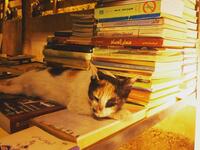 It was the first and only bookstore in town 