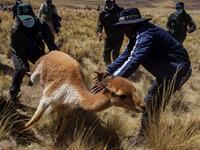 Members of the community of Totoroma participate in the traditional Chaku, or Chaccu, an annual vicuna round-up and shearing festival, in the village of Totoroma, 148 km from the city of Puno, in southern Peru