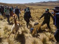 Members of the community of Totoroma participate in the traditional Chaku, or Chaccu, an annual vicuna round-up and shearing festival, in the village of Totoroma, 148 km from the city of Puno, in southern Peru