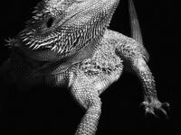 فئة الحيوانات: صورة بعنوان Strike a Pose  الرائع للمصورة الهولندية "ليلى باكر" صُورت علىiPhone 11 Pro.