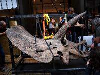 "Big John", the largest known triceratops, over 66 million years old and with an 8-metre long skeleton, is on display in Paris until 20 October, before an auction the following day at Hotel Drouot. 