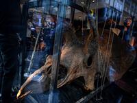 Workers hang the skull of a triceratops in a gallery where it is set to be exposed ahead of its auction sale at Drouot auction house in October, in Paris on August 31, 2021. 