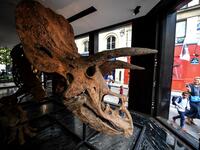 "Big John", the largest known triceratops, over 66 million years old and with an 8-metre long skeleton, is on display in Paris until 20 October, before an auction the following day at Hotel Drouot. 