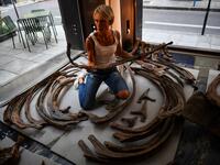 A worker sorts the ribs of a triceratops ahead of its assembling in a gallery where it is scheduled to be exposed ahead of its auction sale at Drouot auction house in October. 