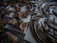  "Big John", the largest known triceratops, over 66 million years old and with an 8-metre long skeleton, is on display in Paris until 20 October, before an auction the following day at Hotel Drouot. 