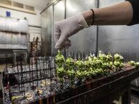 Christmas Glass Craft