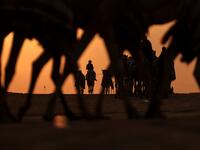 Mazayin Dhafra Camel Festival