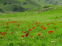 أماكن ربيعية تناسب الرحلات العائلية في الأردن