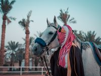 الديوان الملكي