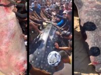 Rare Video in Gaza: Giant 2-Ton whale shark pulled from the Mediterranean