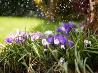 أمثال شعبية عن شهر نيسان بين المطر والربيع