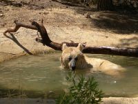 محمية المأوى للطبيعة والحياة البرية – تجربة فريدة في قلب جرش