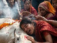 هستيريا أمام "البقرة المقدسة"