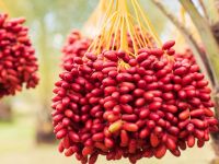 تفسير أكل البلح في المنام ودلالاته لابن سيرين