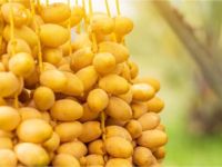 تفسير حلم النخل والبلح