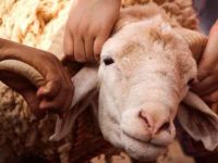 تفسير رؤية ذبح الخروف في المنام